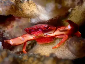 red dotted coral crab