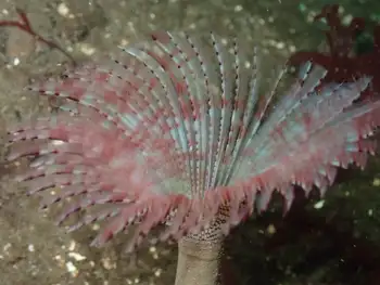 twin eyed feather duster worm