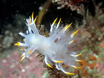 Multicolor Dendronotid