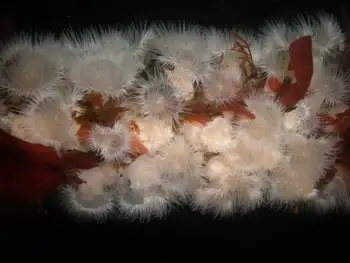 Short Plumose Anemones