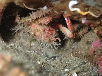 Moss Crab
