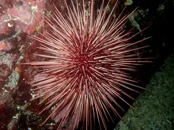 Red Sea Urchin