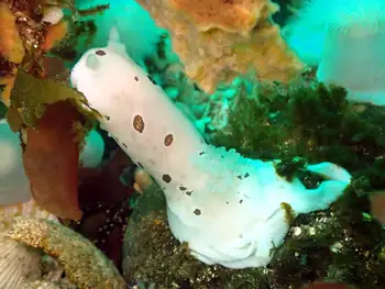 eggs leopard nudibranch