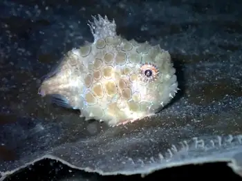 Spiny Lumpsucker