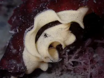 Eggs Nudibranch