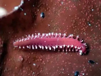 bobbit worm