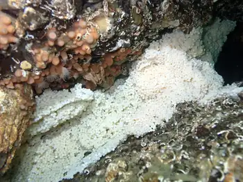 Eggs Lingcod