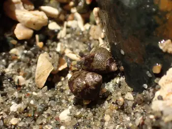 Hermit Crabs