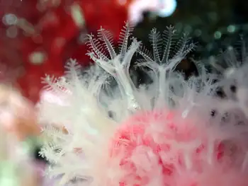 Red Soft Coral