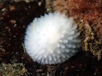 White Adalaria Nudibranch