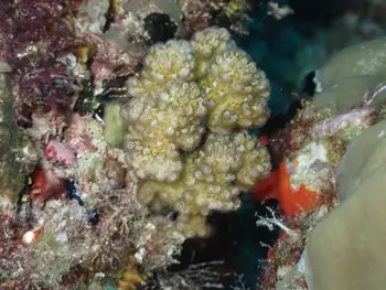 Coral