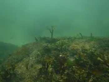 Rockweed
