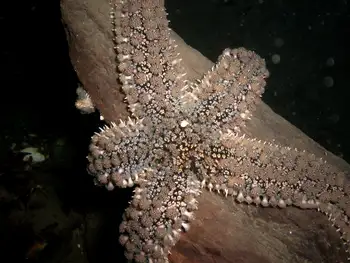 Velcro Star