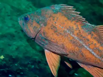 vermilion rockfish