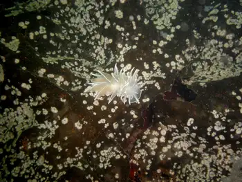 Coral Bryozoans