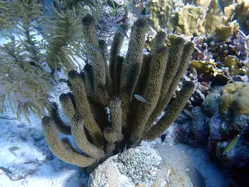 Coral