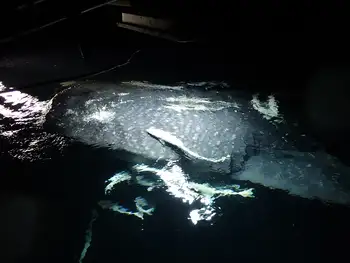 Whale Shark