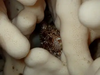 Spiny Lithoid Crab