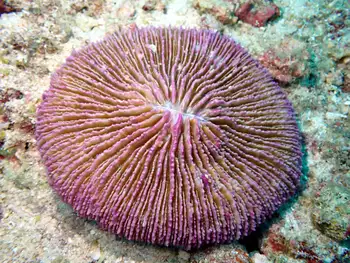 common mushroom coral