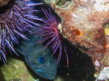 Purple Sea Urchins