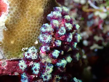 Coral