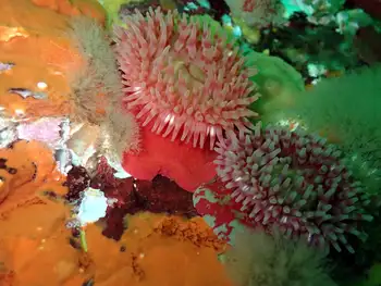 Anemones