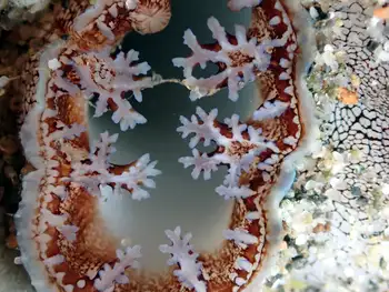 Rough Piddock Clam
