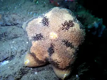 Slime Star