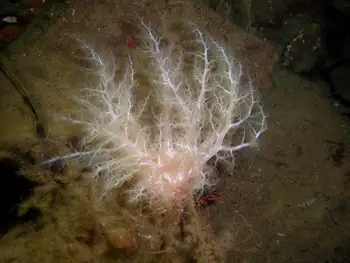 Pale Sea Cucumber