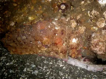 red octopus