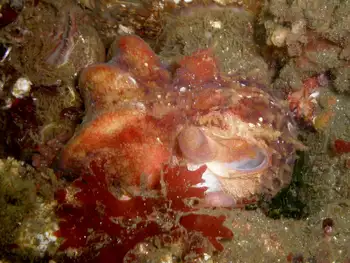 Red Octopus