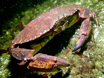Red Rock Crab