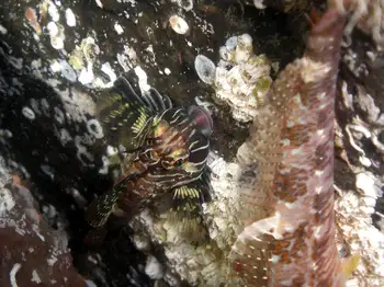 Longfin Sculpins