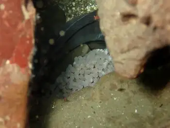 eggs wolf eel