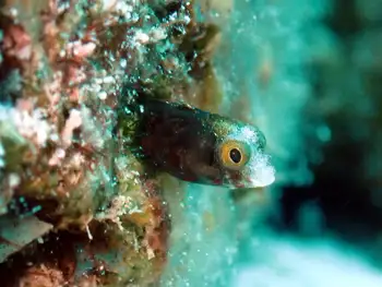 blenny