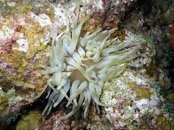Giant Anemone