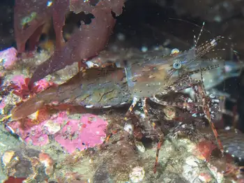 Shrimp