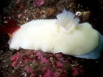 Noble Sea Lemon