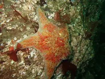 Leather Star