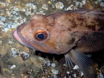Rockfish