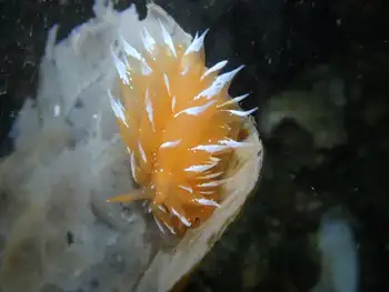 Golden Dirona Nudibranch