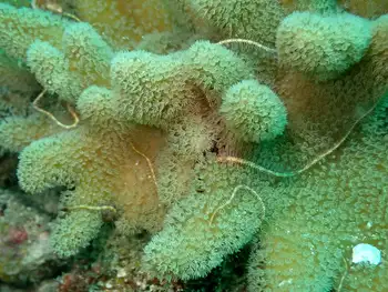 Coral