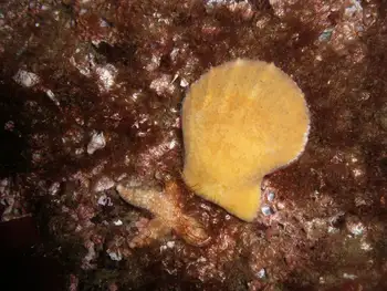 Smooth Pink Scallop