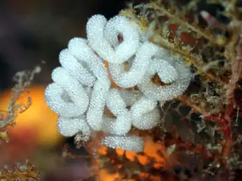 Eggs Nudibranch