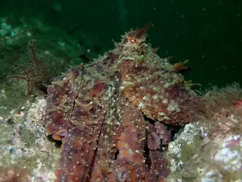 Red Octopus
