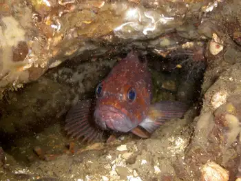 Rockfish