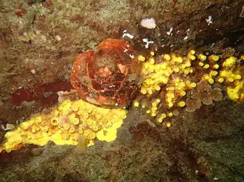Yellow Boring Sponge