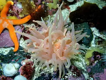 Crimson Anemone