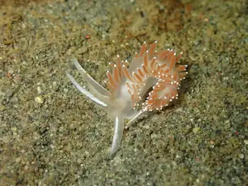 Red Flabellina Nudibranch