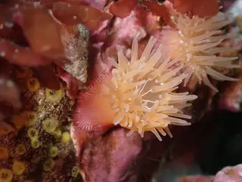 Proliferating Anemone